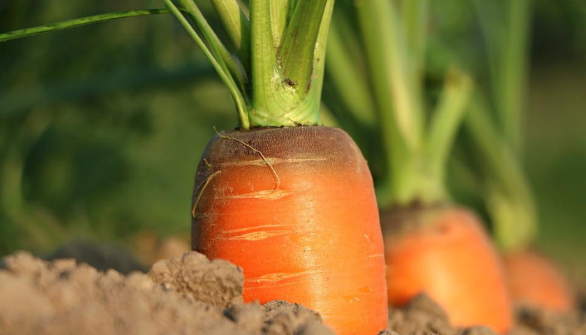 index cen výrobců zemědělství 6-2022