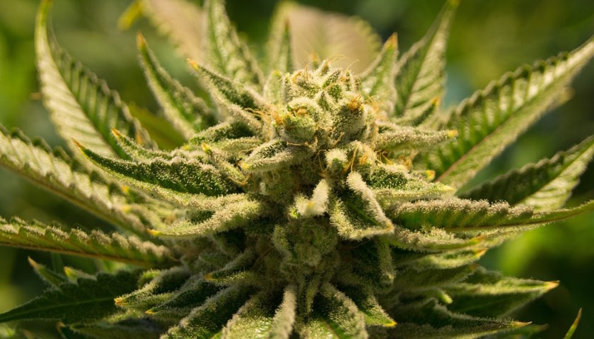 konopí cababis THC CBD HHC
