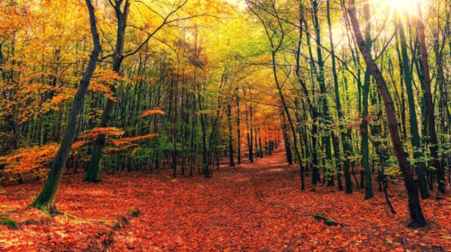 Liberecký kraj rozdělil dotace na hospodaření v lesích a myslivost