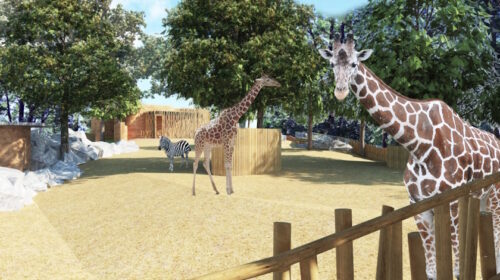 Kraj vybral firmu, jež provede kompletní rekonstrukci pavilonu a výběhu žiraf v liberecké zoo
